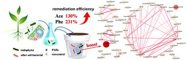 Combined application of resveratrol and a ryegrass endophyte in PAH-contaminated soil remediation and its impact on soil microbial communities†