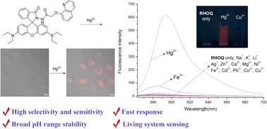 A rhodamine-based fluorescent probe bearing 8-hydroxyquinoline group for the highly selective detection of Hg2+ and its practical application in cell imaging†