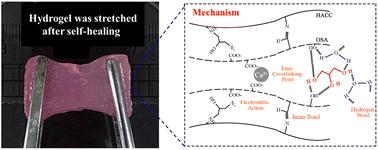 Chitosan quaternary ammonium salt-oxidized sodium alginate-glycerol-calcium ion biobased self-healing hydrogels with excellent spontaneous repair performance†