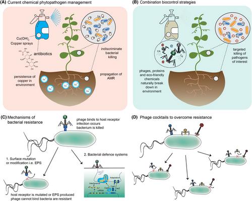 Strategies for the biocontrol Pseudomonas infections pre-fruit harvest