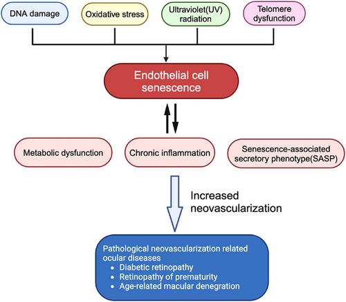 Endothelial cell senescence contributes to pathological retinal angiogenesis