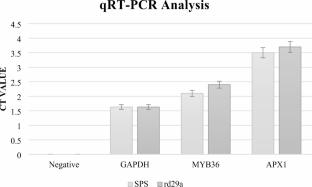 Nuclear integration of MYB36 and APX-1 genes impart heat tolerance in wheat