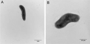 Enterovibrio qingdaonensis sp. nov. and Enterovibrio gelatinilyticus sp. nov., two marine bacteria isolated from surface seawater of Qingdao offshore