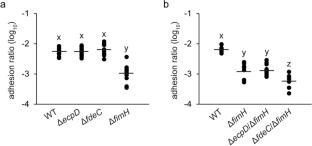 Involvement of adhesins (EcpD, FdeC, FimH) expressed in mammary pathogenic Escherichia coli on adhesion to bovine mammary epithelial cells