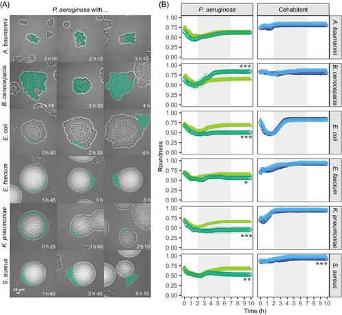 Interactions between Pseudomonas aeruginosa and six opportunistic pathogens cover a broad spectrum from mutualism to antagonism