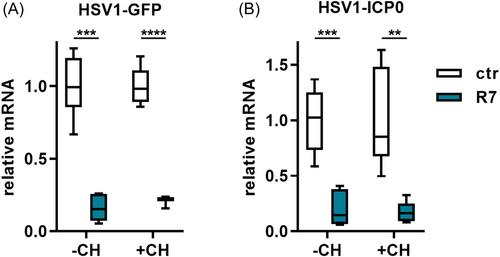 The antimicrobial protein RNase 7 directly restricts herpes simplex virus infection of human keratinocytes