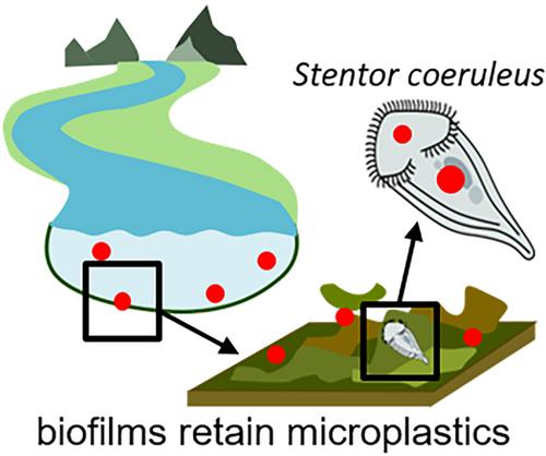 Retention of microplastics by biofilms and their ingestion by protists in rivers