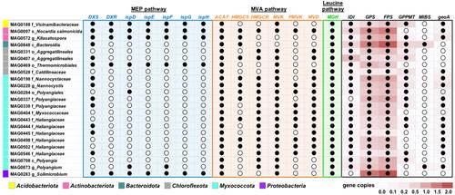 Metagenomics reveal the potential for geosmin and 2-methylisoborneol production across multiple bacterial phyla in recirculating aquaculture systems