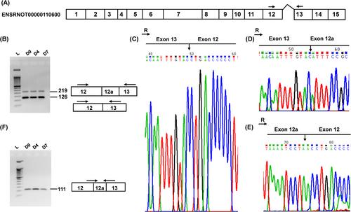 Developing messenger RNA biomarkers: A workflow to characterise and identify transcript target sequences unaffected by alternative splicing for reproducible gene transcript quantification by reverse transcriptase quantitative polymerase chain reaction