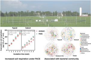 Bacteria contribute more than fungi to SOC decomposition in a paddy field under long-term free-air CO2 enrichment