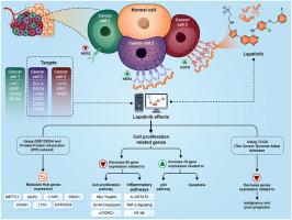 The Prospective role of lapatinib as an adjuvant therapy in prevalent cancers: Insights from in silico analysis targeting EGFR and HER2