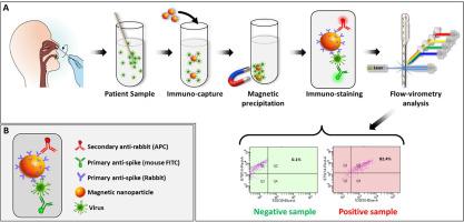 Implementation and validation of MICaFVi: A highly efficient nanotechnology-based method for coronaviruses detection