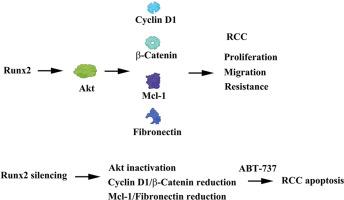 Runx2 silencing sensitized human renal cell carcinoma cells to ABT-737 apoptosis