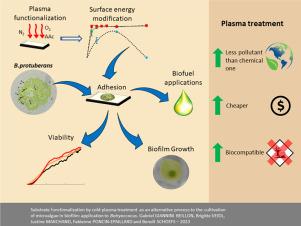 Substrate functionalization by cold plasma treatments as an alternative process to the cultivation of microalgae in biofilm: Application to Botryococcus