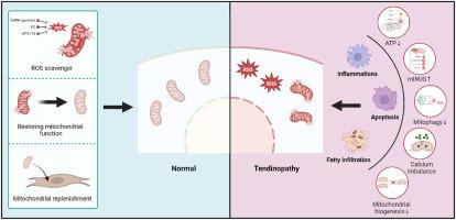 Mitochondrial destabilization in tendinopathy and potential therapeutic strategies