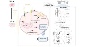 Altered fatty acid metabolism rewires cholangiocarcinoma stemness features