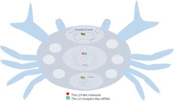 The occurrence of luteinizing hormone-like molecule and its receptor in the blue swimming crab, Portunus pelagicus