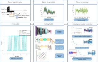 Non-destructive detection of male and female information in ducklings based on near-infrared spectral wavelength selection and deep learning