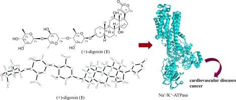 Digoxin and its Na+/K+-ATPase-targeted actions on cardiovascular diseases and cancer