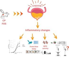 Fosaprepitant improves cyclophosphamide-induced bladder damage by alleviating inflammatory response in mice