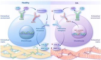 CD73 alleviates osteoarthritis by maintaining anabolism and suppressing catabolism of chondrocytes extracellular matrix