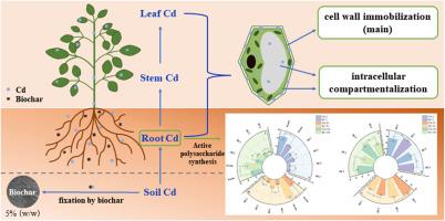 The effect of biochar amendment on Cd accumulation in Bidens pilosa L: Changing Cd subcellular distribution, cell wall polysaccharide Cd-binding capacity and composition