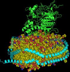 Nanodisc-associated acetylcholinesterase as a novel model system of physiological relevant membrane-bound cholinesterases. Inhibition by phenolic compounds