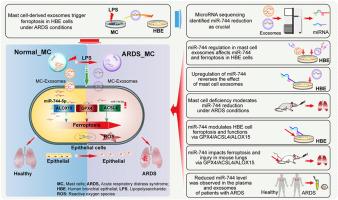 Reduced microRNA-744 expression in mast cell-derived exosomes triggers epithelial cell ferroptosis in acute respiratory distress syndrome