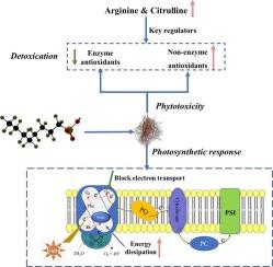 Phytotoxic effects of Perfluorooctane sulfonate on the physiological responses of the seaweed Gracilaria lemaneiformis