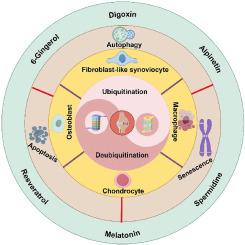 Ubiquitination and deubiquitination: Implications for the pathogenesis and treatment of osteoarthritis