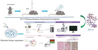 Mechanism of DT-13 regulating macrophages in diabetic wound healing