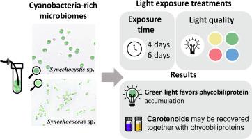 Enhancing pigment production with cyanobacteria-rich microbiomes: Effect of light quality and exposure time