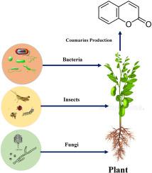 Toxicity of coumarins in plant defense against pathogens