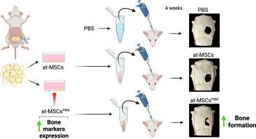 Enhancing osteoblast differentiation and bone repair: The priming effect of photobiomodulation on adipose stromal cells