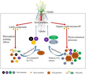 Rhizosphere priming and effects on mobilization and immobilization of multiple soil nutrients