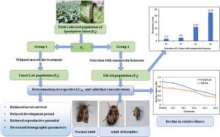 The impact of lethal and sub-lethal exposure of emamectin benzoate on populations of Spodoptera litura (Lepidoptera: Noctuidae) under laboratory conditions