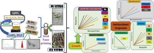 Efficacy of copper and silver nanoparticles on seedling growth, biochemical and antioxidant potential of Capsicum annuum L., in vitro and ex vitro