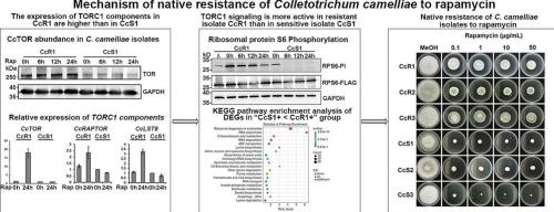 Differential expression of TOR complex 1 components in Colletotrichum camelliae isolates confers natural resistance to rapamycin