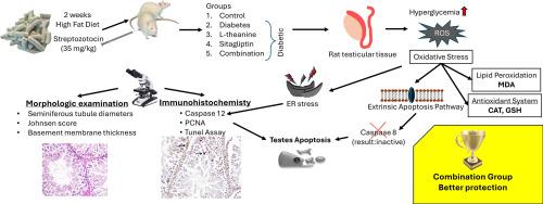 Effects of sitagliptin and L-theanine combination therapy on testicular tissue in rats with experimental diabetes