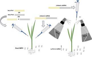 Co-application of Validamycin A and dsRNAs targeting trehalase genes conferred enhanced insecticidal activity against Laodelphax striatellus