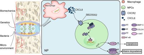 Unveiling the role of CXCL8/CXCR2 in intervertebral disc degeneration: A path to promising therapeutic strategies