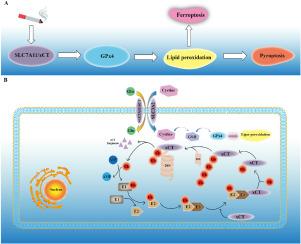 Lipid peroxidation triggered by the degradation of xCT contributes to gasdermin D-mediated pyroptosis in COPD