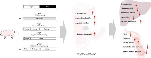 Different time-restricted feeding patterns potentially modulate metabolic health by altering tryptophan metabolism of gut microbes in pigs