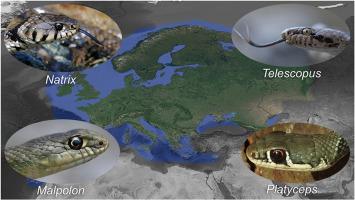 A review of bites by non-front-fanged snakes (NFFS) of Europe