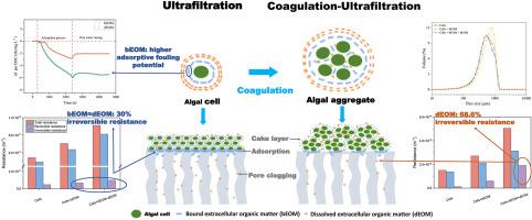 Contribution of specific extracellular organic matter on membrane fouling in ultrafiltration and coagulation-ultrafiltration of algae-laden water