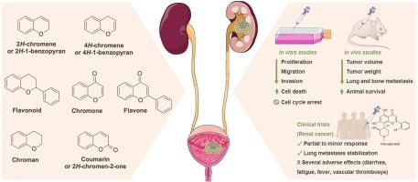 Chromene-based compounds as drug candidates for renal and bladder cancer therapy – A systematic review