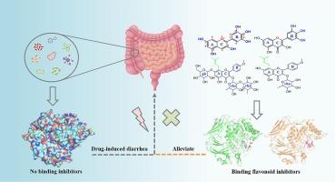 Insights into inhibitory mechanisms: Unraveling the structure-activity relationship of dietary flavonoids on gut bacterial β-glucuronidase