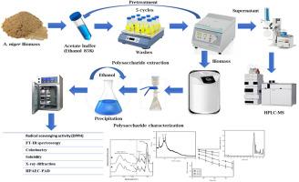 Microwave-based gluconic acid-catalyzed extraction of chitin-glucan extract from industrial Aspergillus niger biomass with functional activities