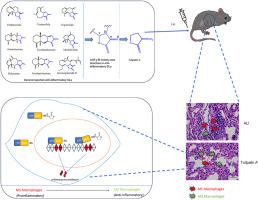 Tulipalin A suppressed the pro-inflammatory polarization of M1 macrophage and mitigated the acute lung injury in mice via interference DNA binding activity of NF-κB