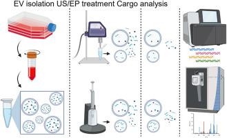 Ultrasonication outperforms electroporation for extracellular vesicle cargo depletion